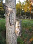 Sweden 2006-07 223